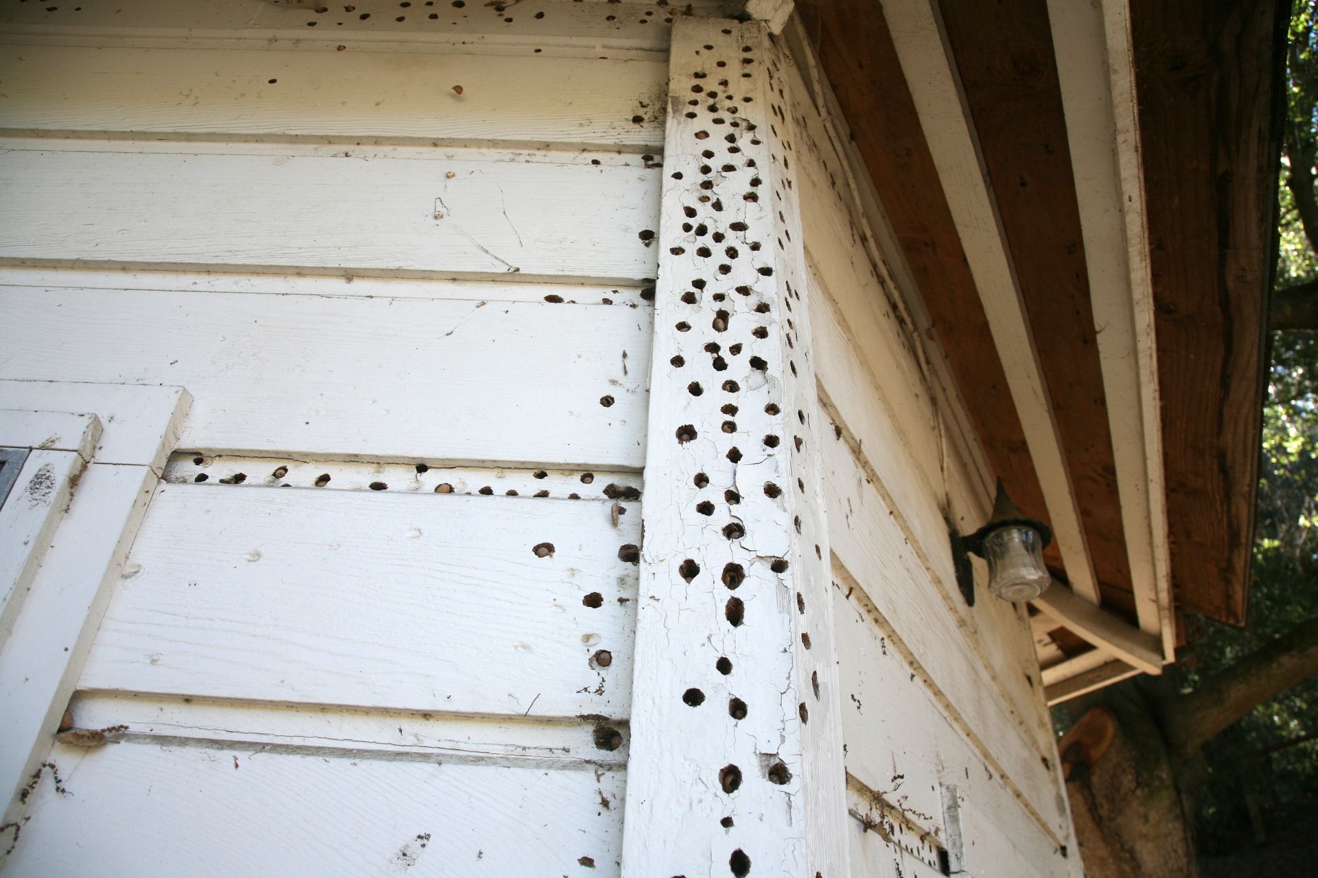 White wooden house corner with many round holes and black spots on the siding and trim