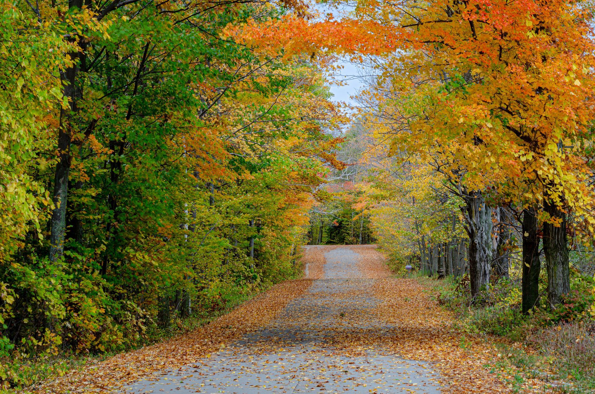 Autumn tree-lined gravel road with orange and green foliage forming a leafy tunnel