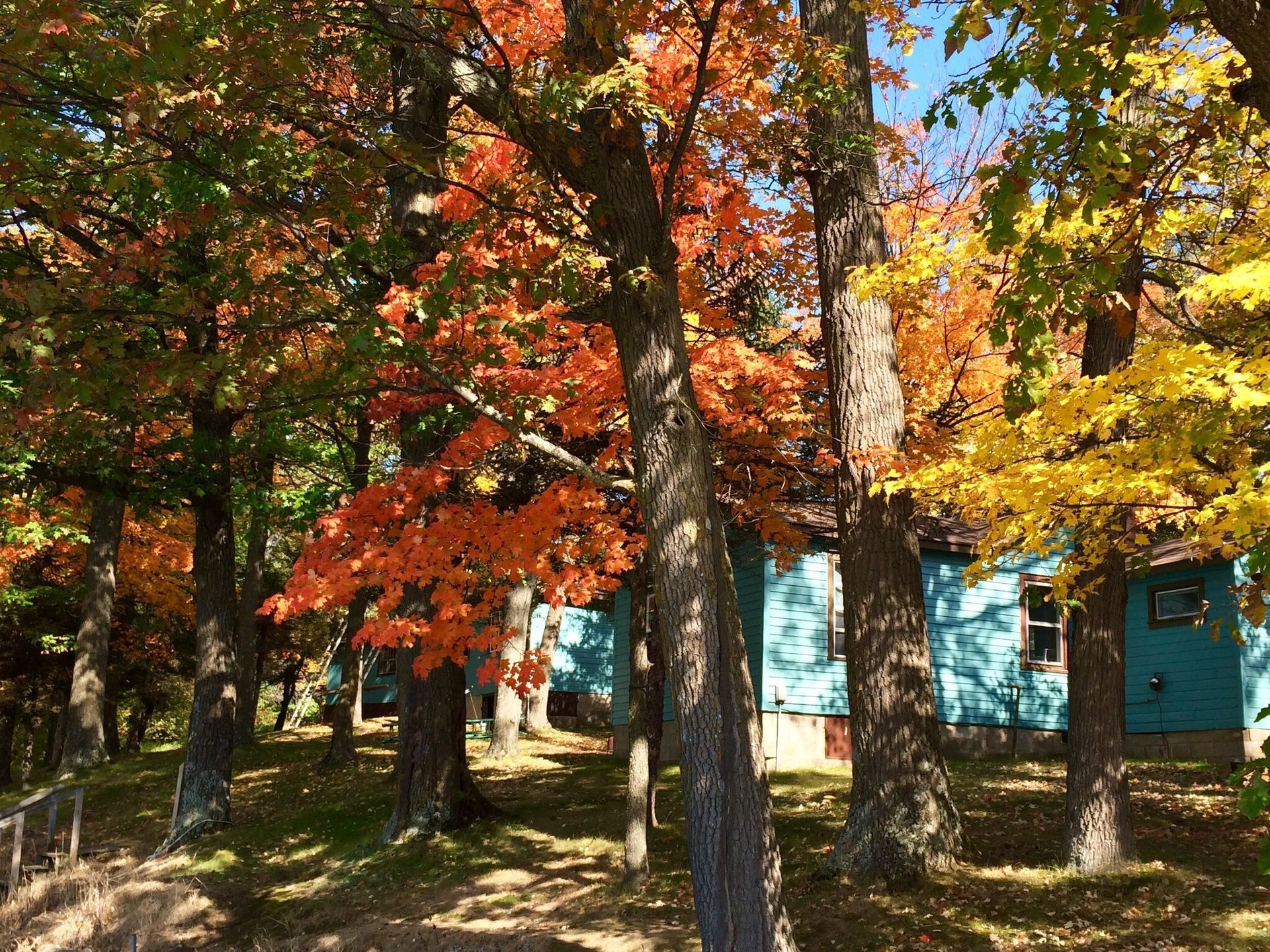 Autumn trees with red and yellow leaves in front of blue buildings on a sunny day