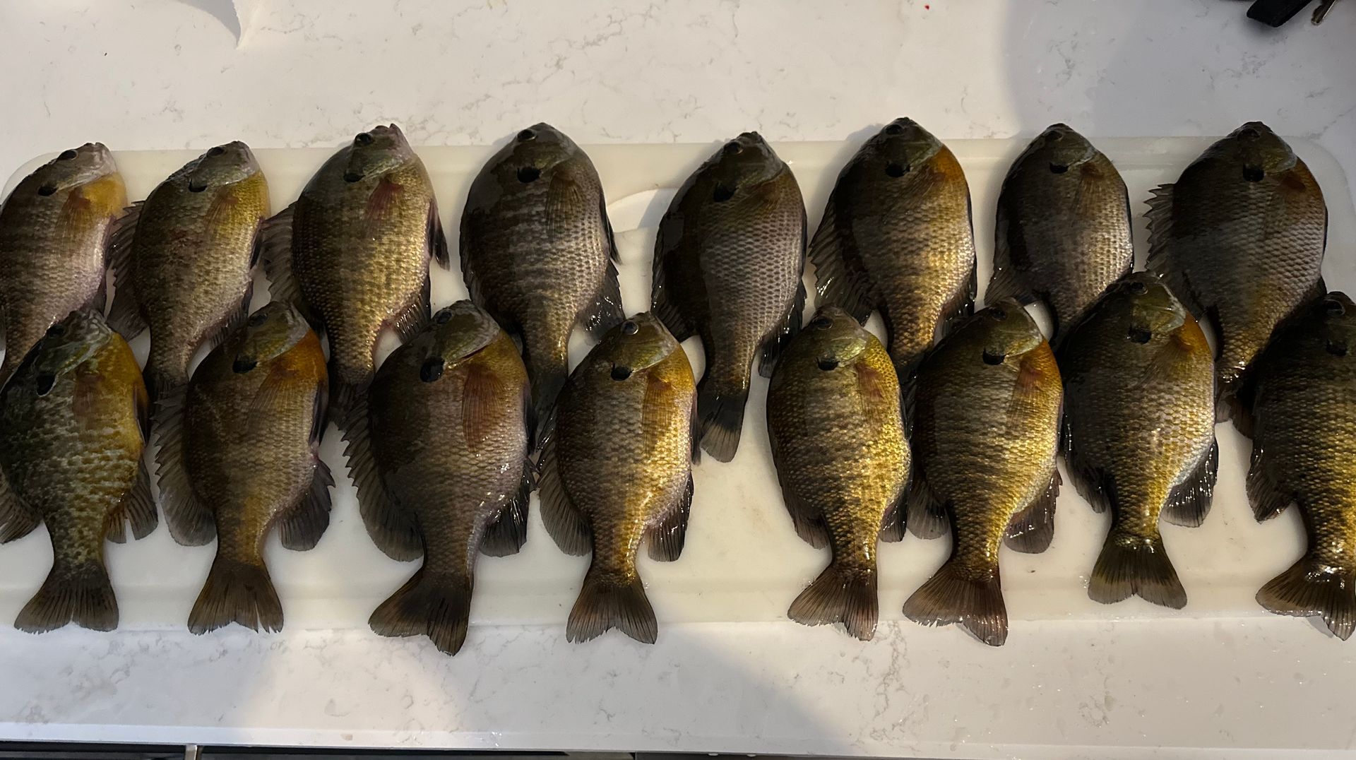 A row of freshly caught fish laid side by side on a white surface
