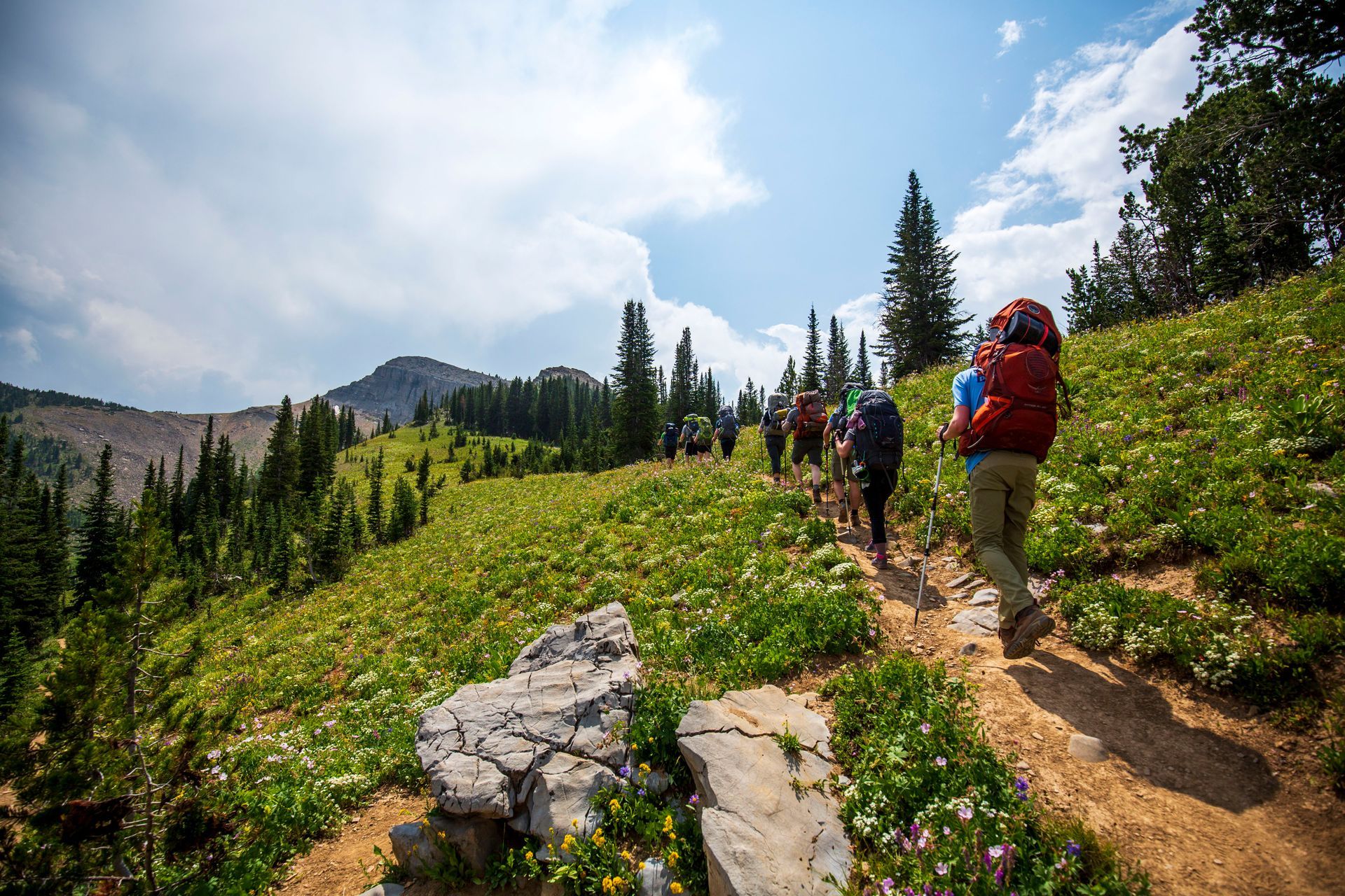 Hikers with backpacks on a sunny mountain trail through wildflowers and evergreen trees
