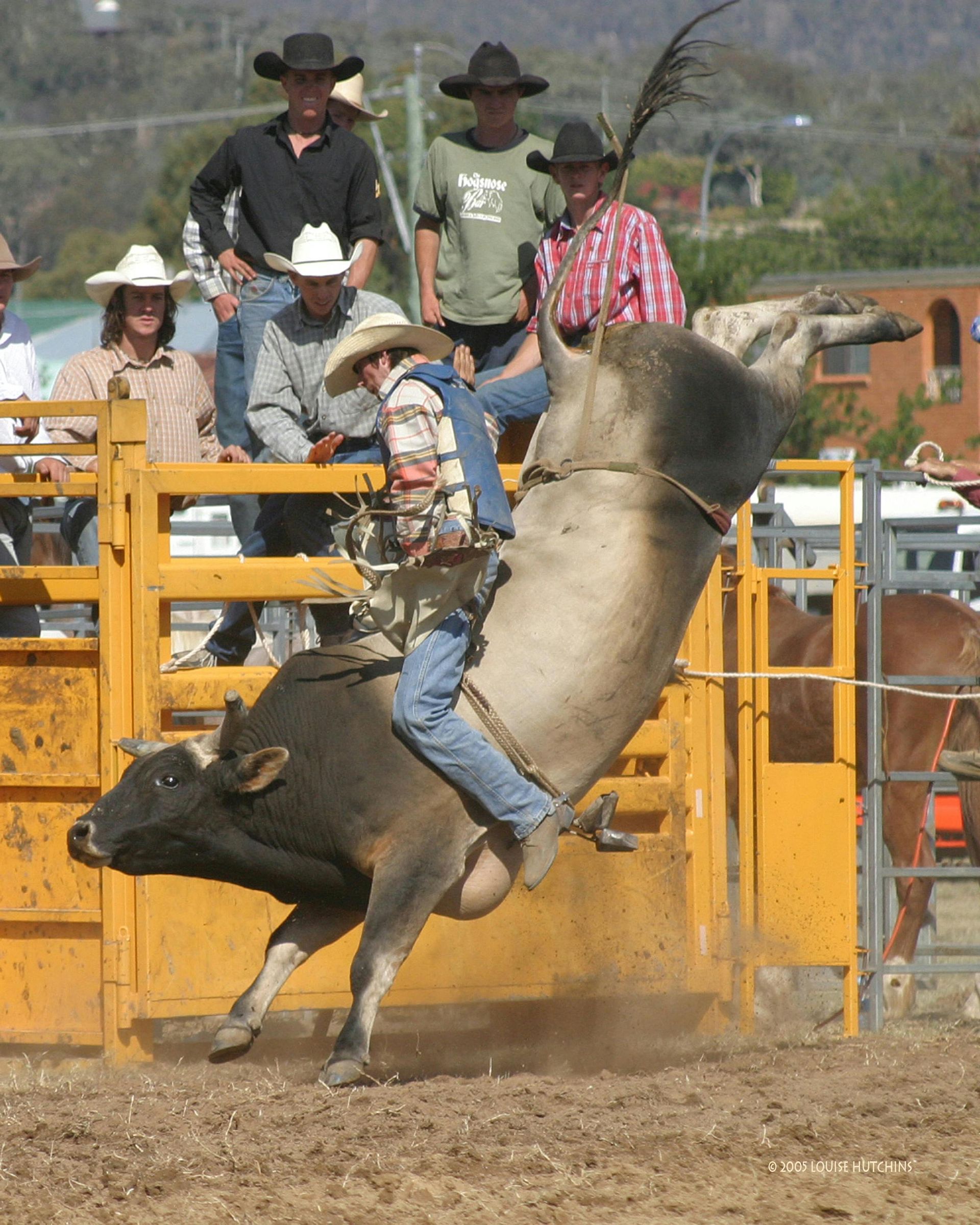 Cowboy riding a bucking bull in a rodeo arena with spectators behind a yellow fence