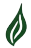 single green leaf