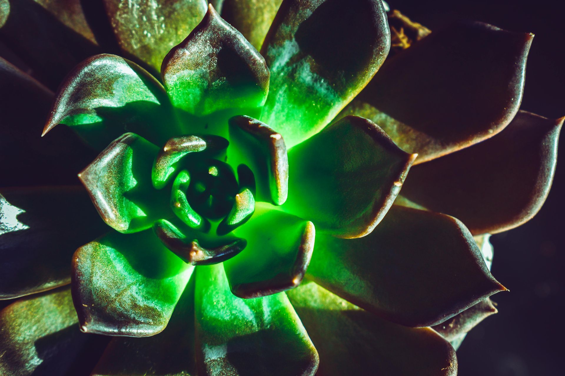 Image of a succulent plant