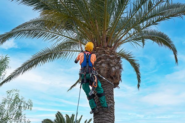 Certified arborist trimming palm tree in South Bay community