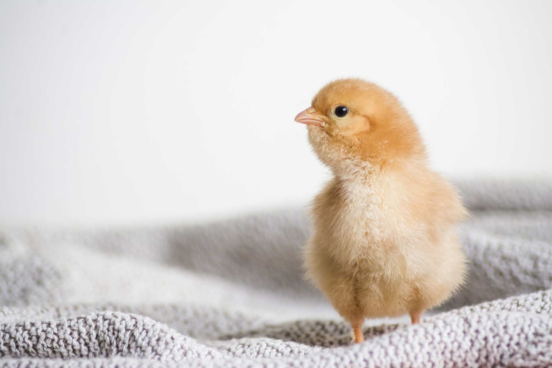 PICCOLI ANIMALI