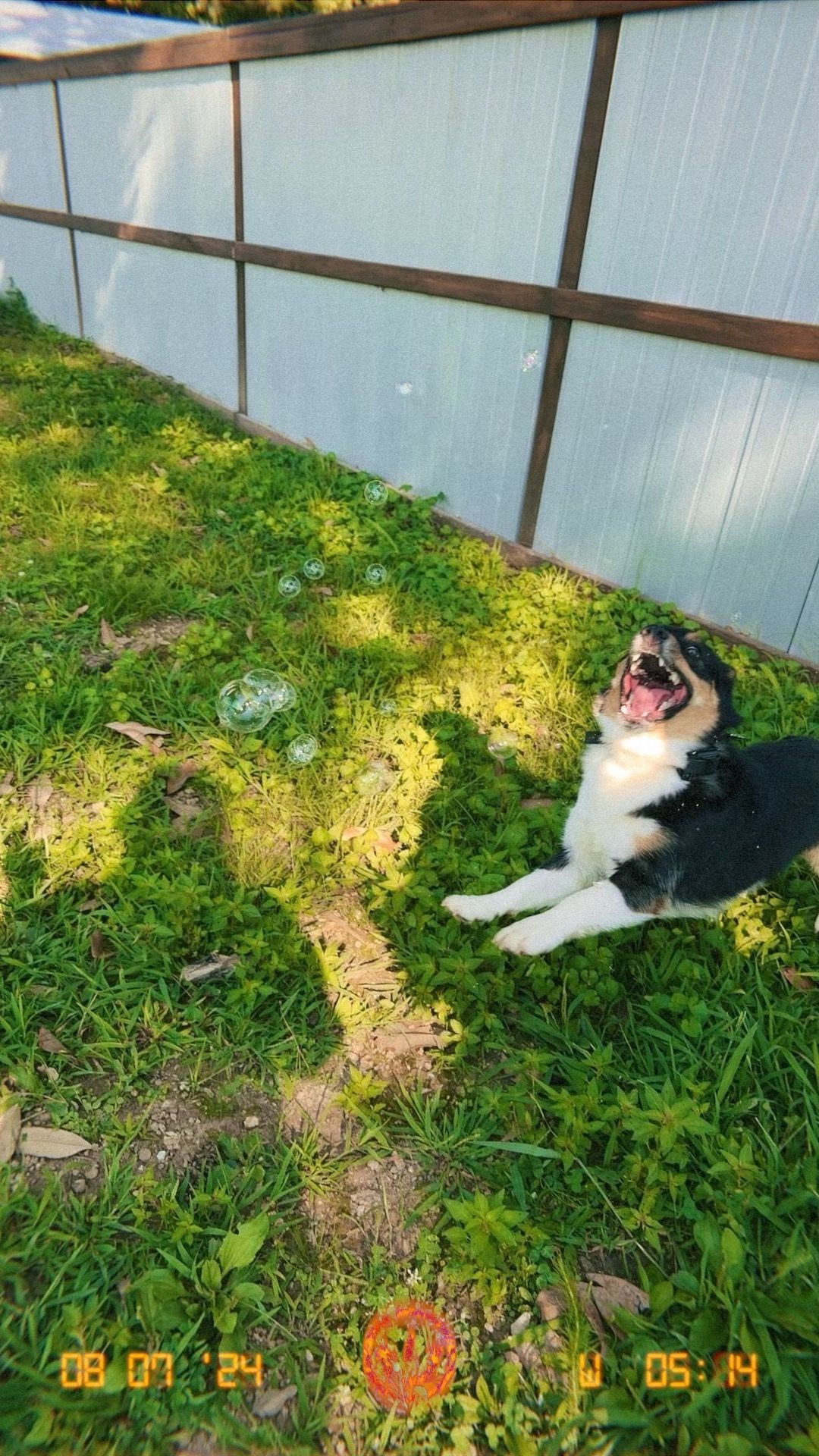 A black and white dog is laying in the grass next to a fence.
