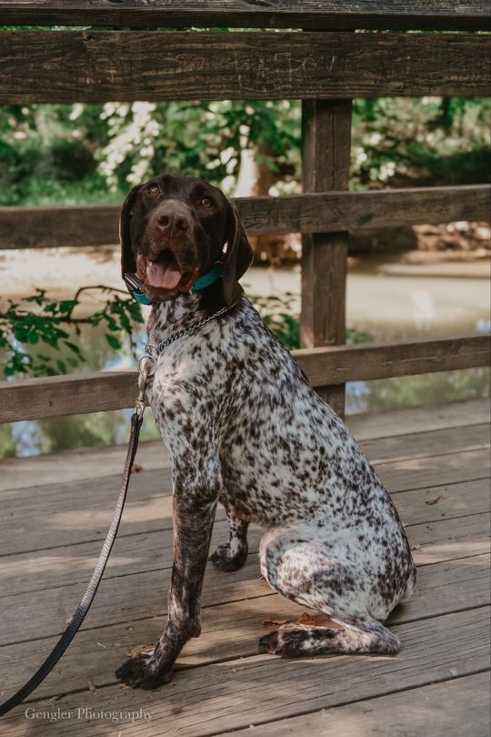 A dog is sitting on a wooden bridge on a leash.