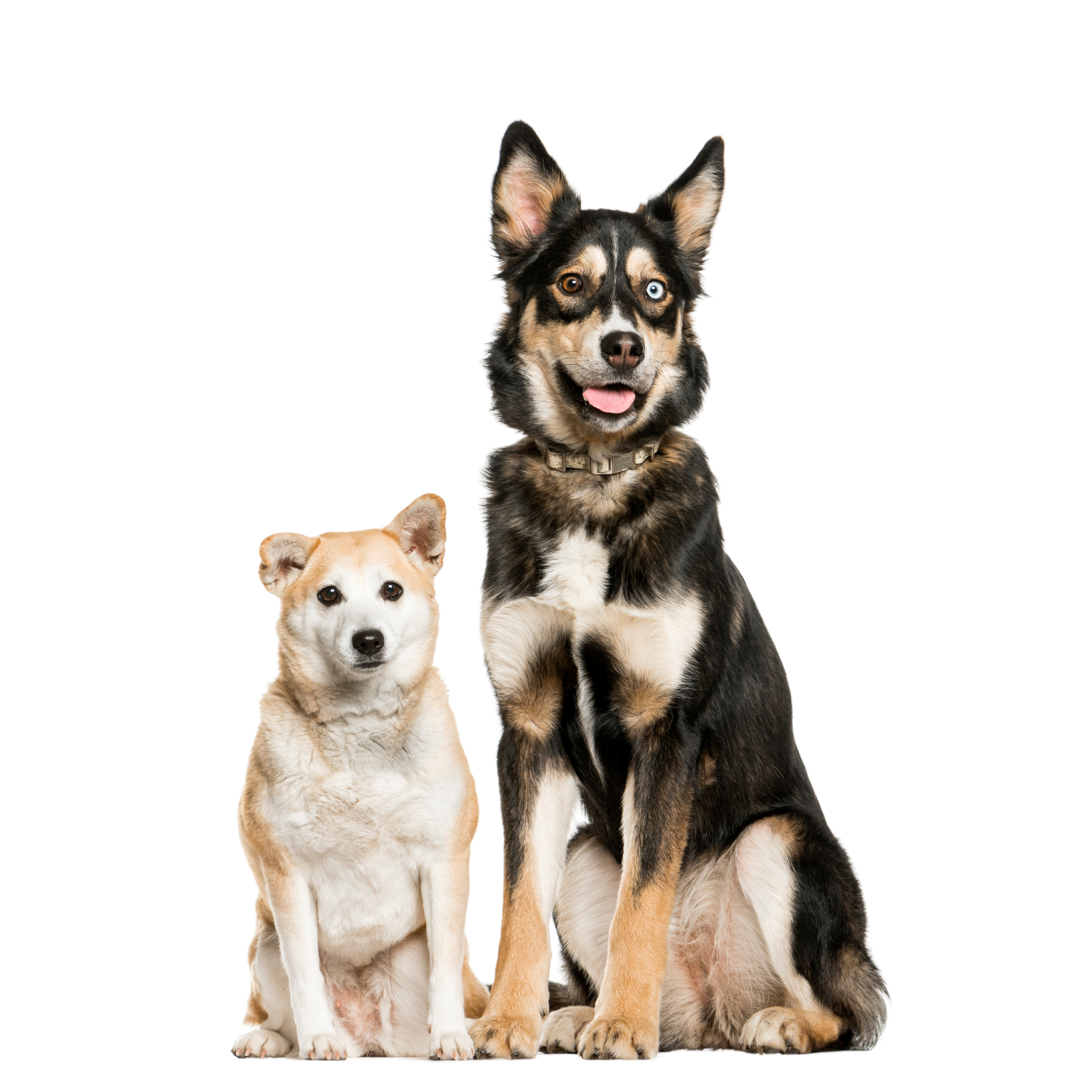Two dogs are sitting next to each other on a white background.