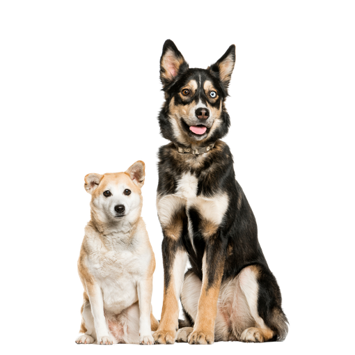 Two dogs are sitting next to each other on a white background.