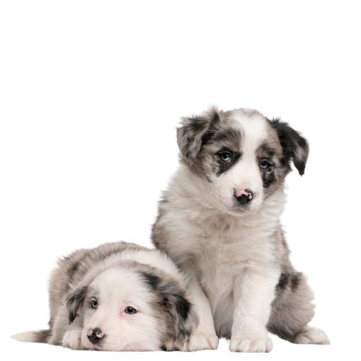 Two puppies are sitting next to each other on a white background.