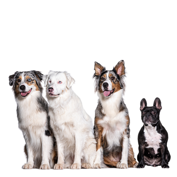 Four dogs are sitting next to each other on a white background.