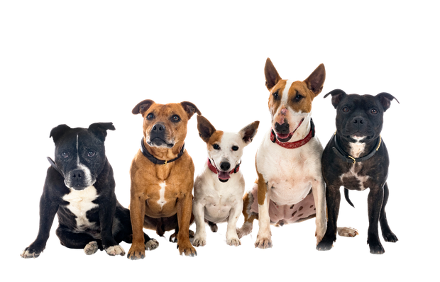 A group of dogs are sitting next to each other on a white background.