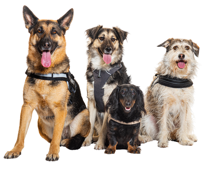 A group of four dogs are sitting next to each other on a white background.