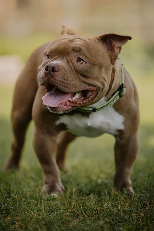 A brown and white dog is standing in the grass with its tongue hanging out.