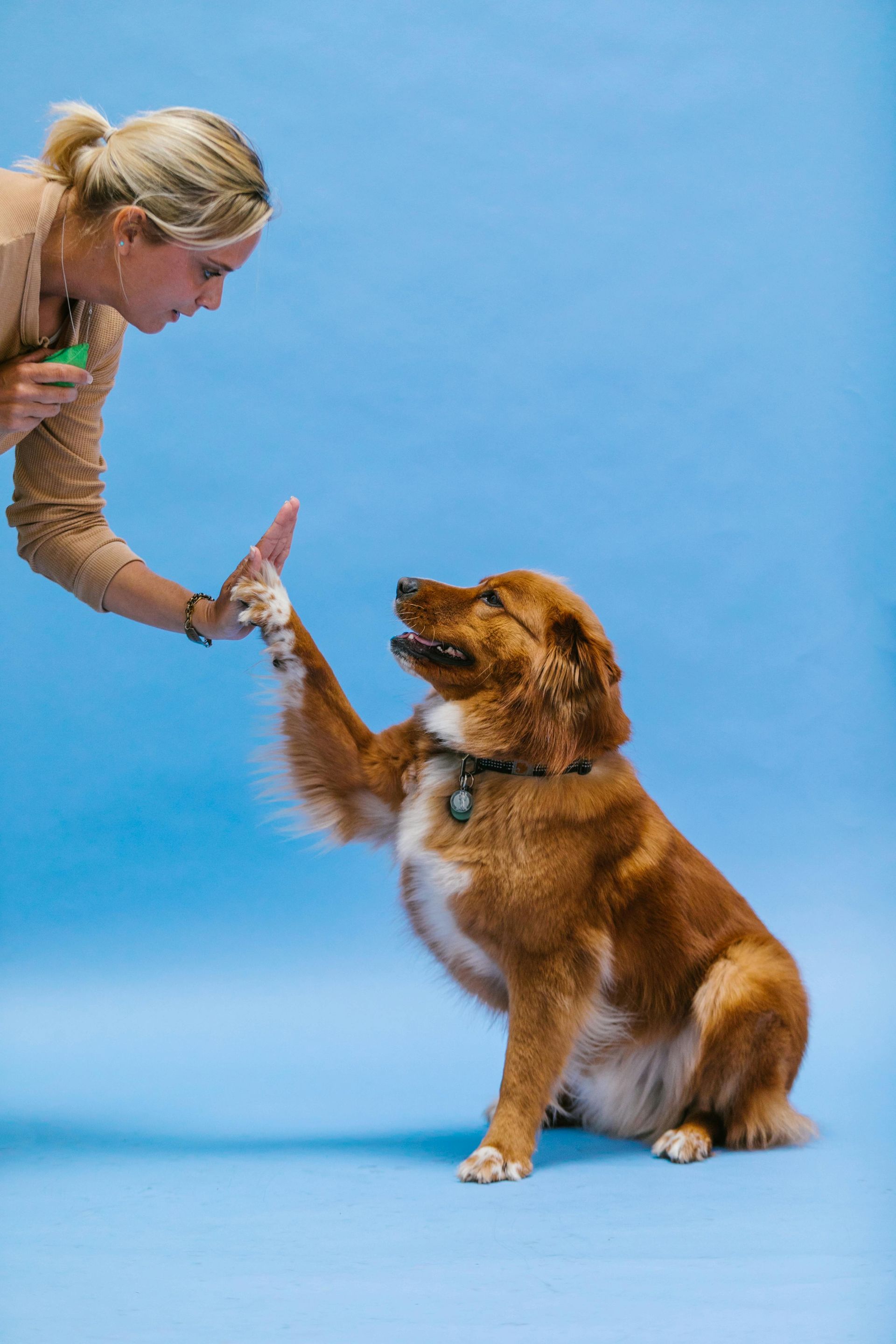 A woman is giving a dog a high five on a blue background.