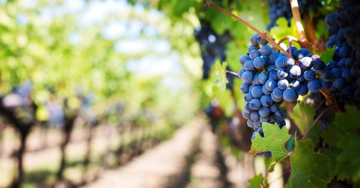 A bunch of grapes hanging from a vine in a vineyard.