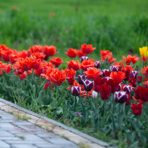Red and purple tulips blooming beside a stone path in a garden