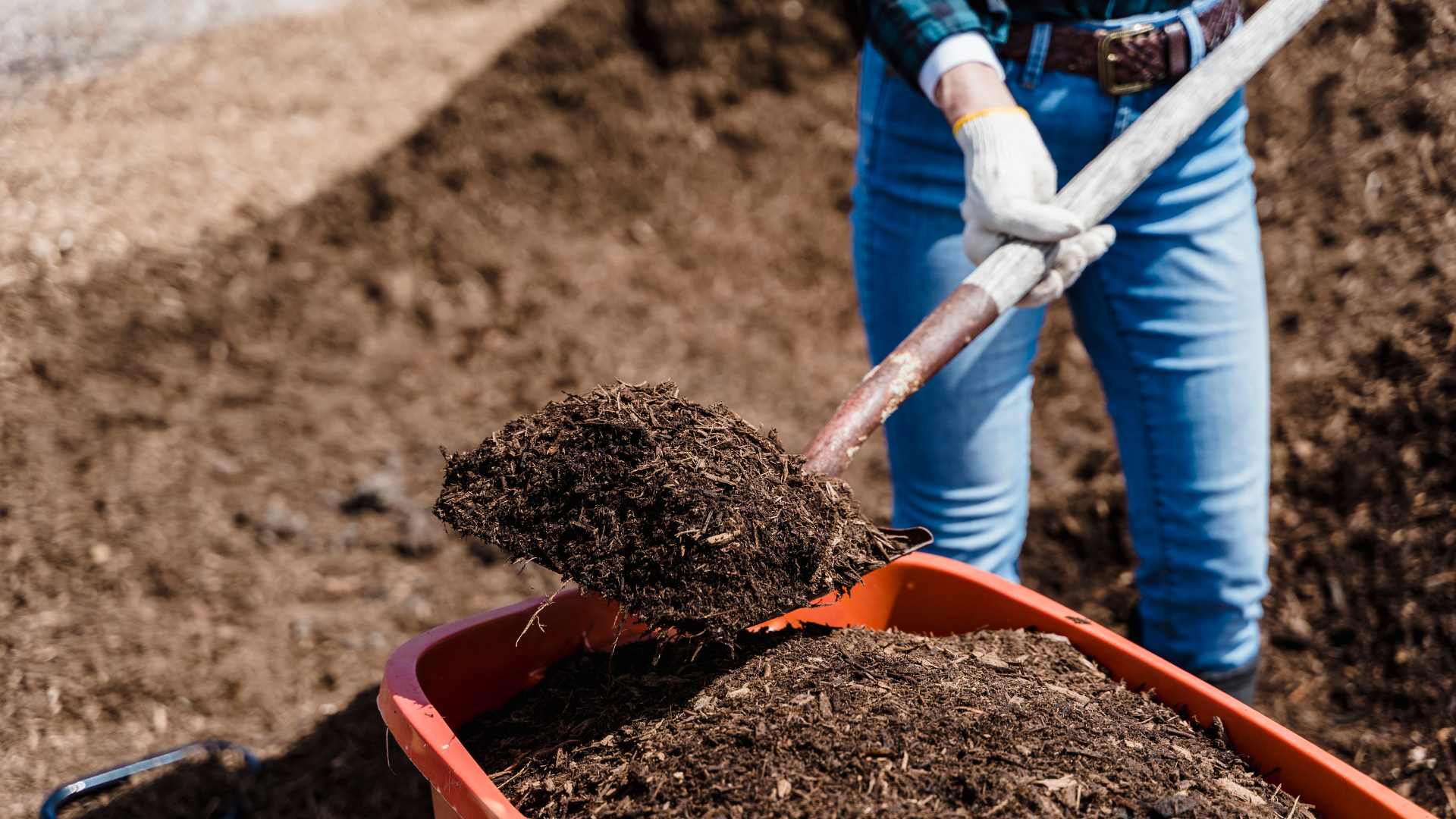 Person in gloves shoveling soil into a red wheelbarrow outdoors