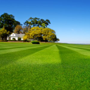 Lush green lawn with striped mowing lines beside a white house and trees under a blue sky