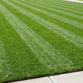 Freshly mowed and edged front lawn with mower stripes