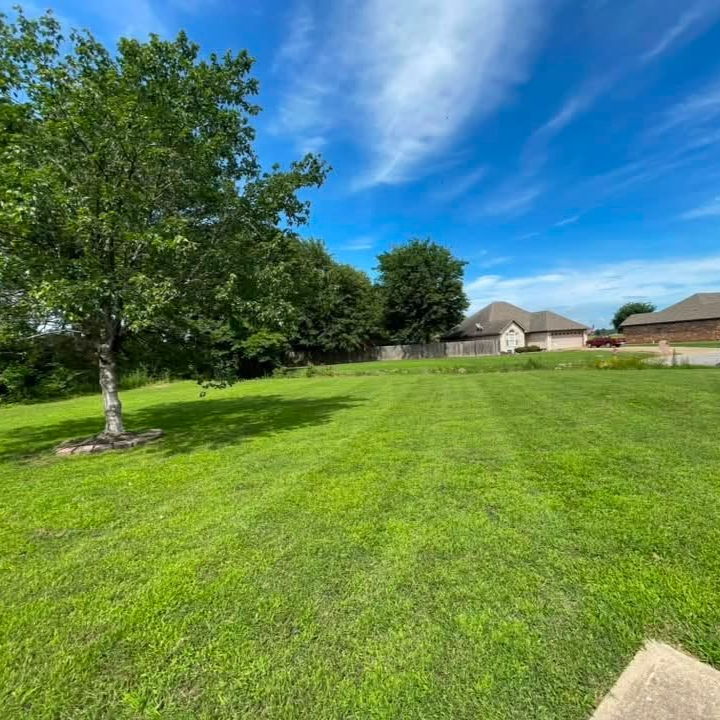 Well maintained tree with a clean trimmed canopy in a residential yard