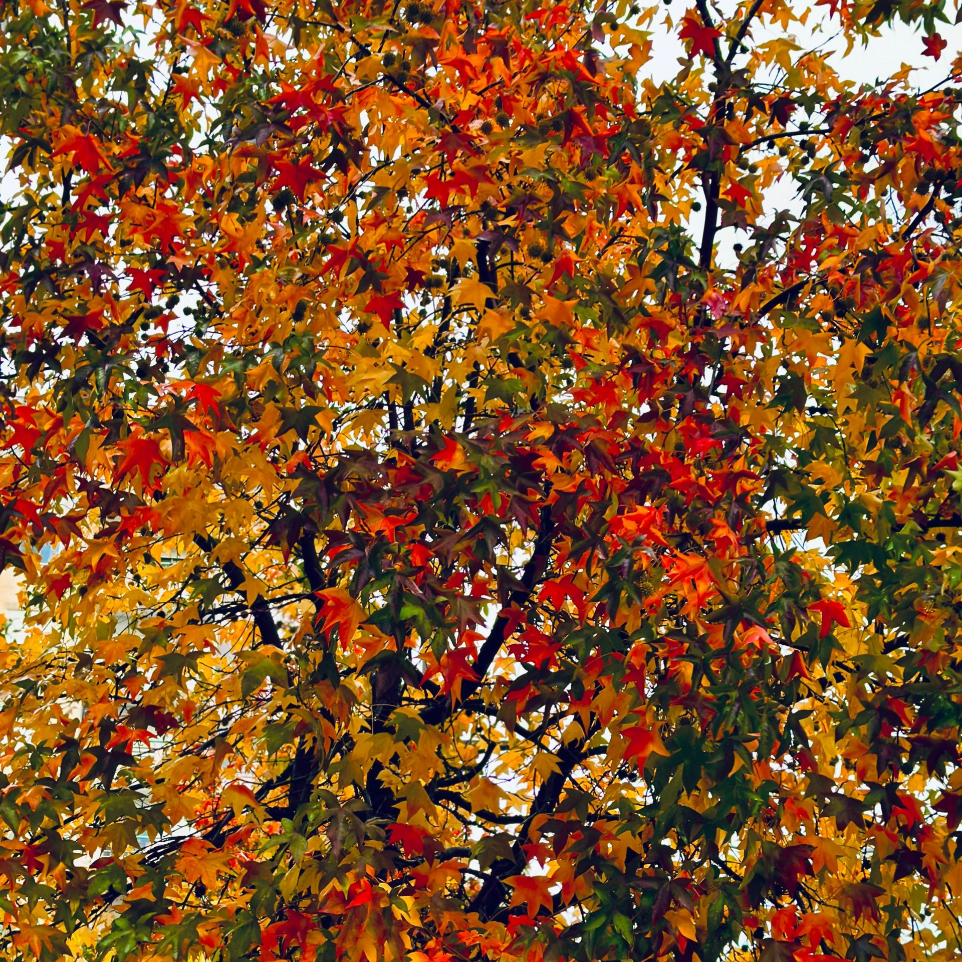 Autumn tree canopy with dense red, orange, yellow, and green leaves