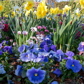 Colorful flowering plants newly installed 