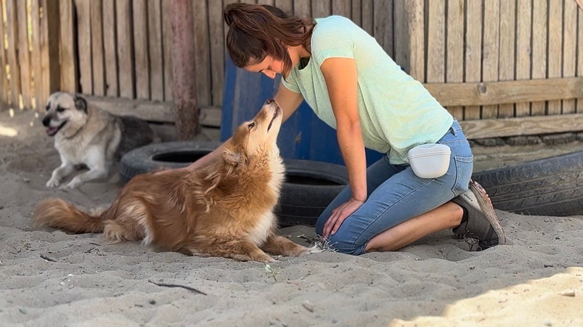 Harmonie en vertrouwen tussen mens en hond.
