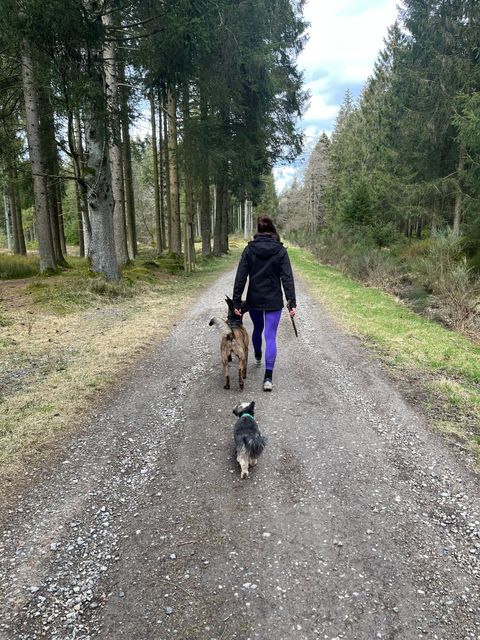 Een persoon loopt met twee honden over een grindpad in het bos.