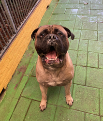 Bullmastiff is blij nadat hij met zijn bal heeft gespeeld.