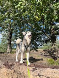 Alaskan Malamute is voldaan na haar wandeling.