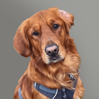 Golden retriever in a blue harness tilting its head against a gray background