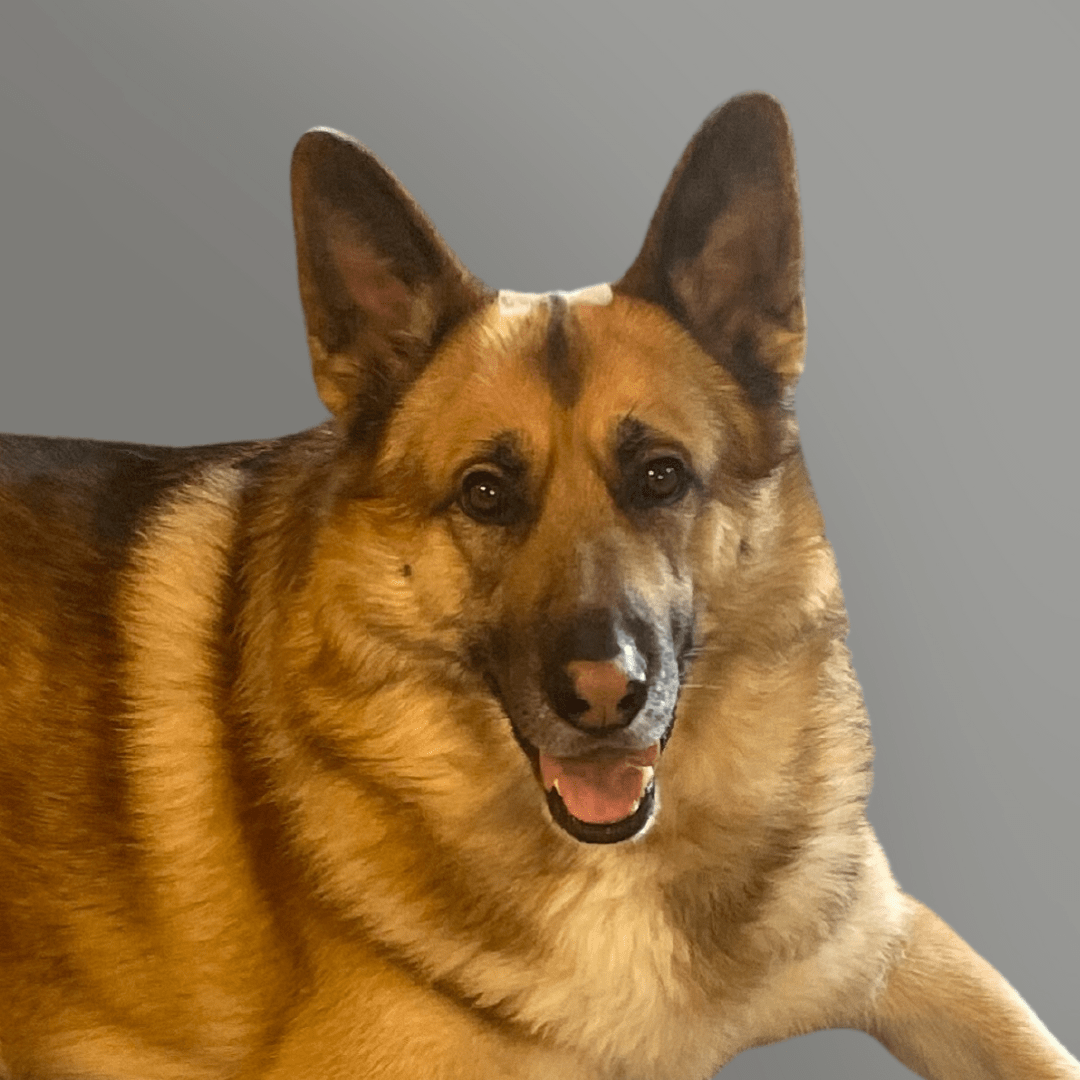 German shepherd with mouth open, looking at the camera against a plain background