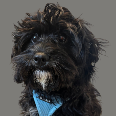 Small black fluffy dog wearing a blue harness, looking at the camera.