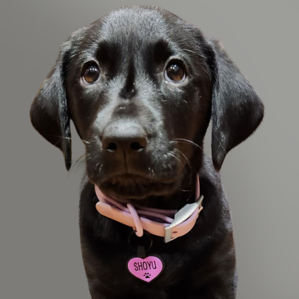Black dog with a pink collar and heart tag, looking at the camera against a gray background