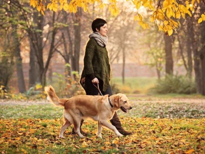 Woman walking a golden retriever dog in a park with autumn leaves.