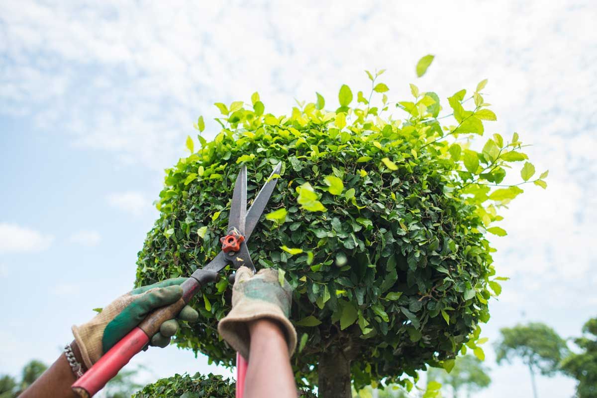 Tree Trimming and Removal – Waipahu, HI – AB Landscaping & Yard Maintenance