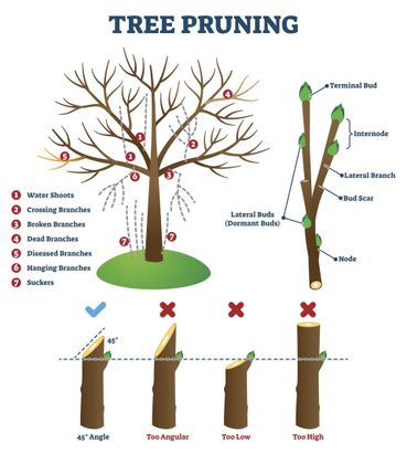 How to prune a tree
