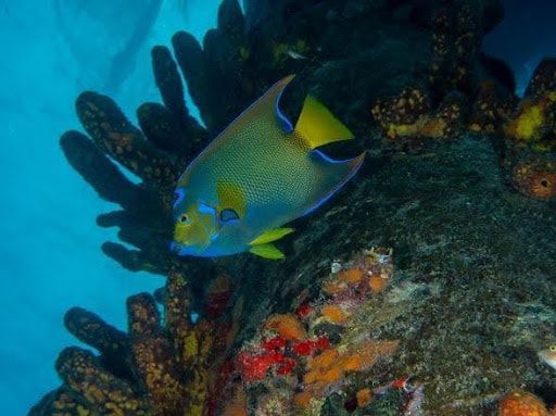 A fish with a yellow tail is swimming on a coral reef. Queen angelfish swimming near a coral reef with blue, yellow, and black colors.