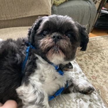 Vinny - Tony DeFranco's dog on a carpet