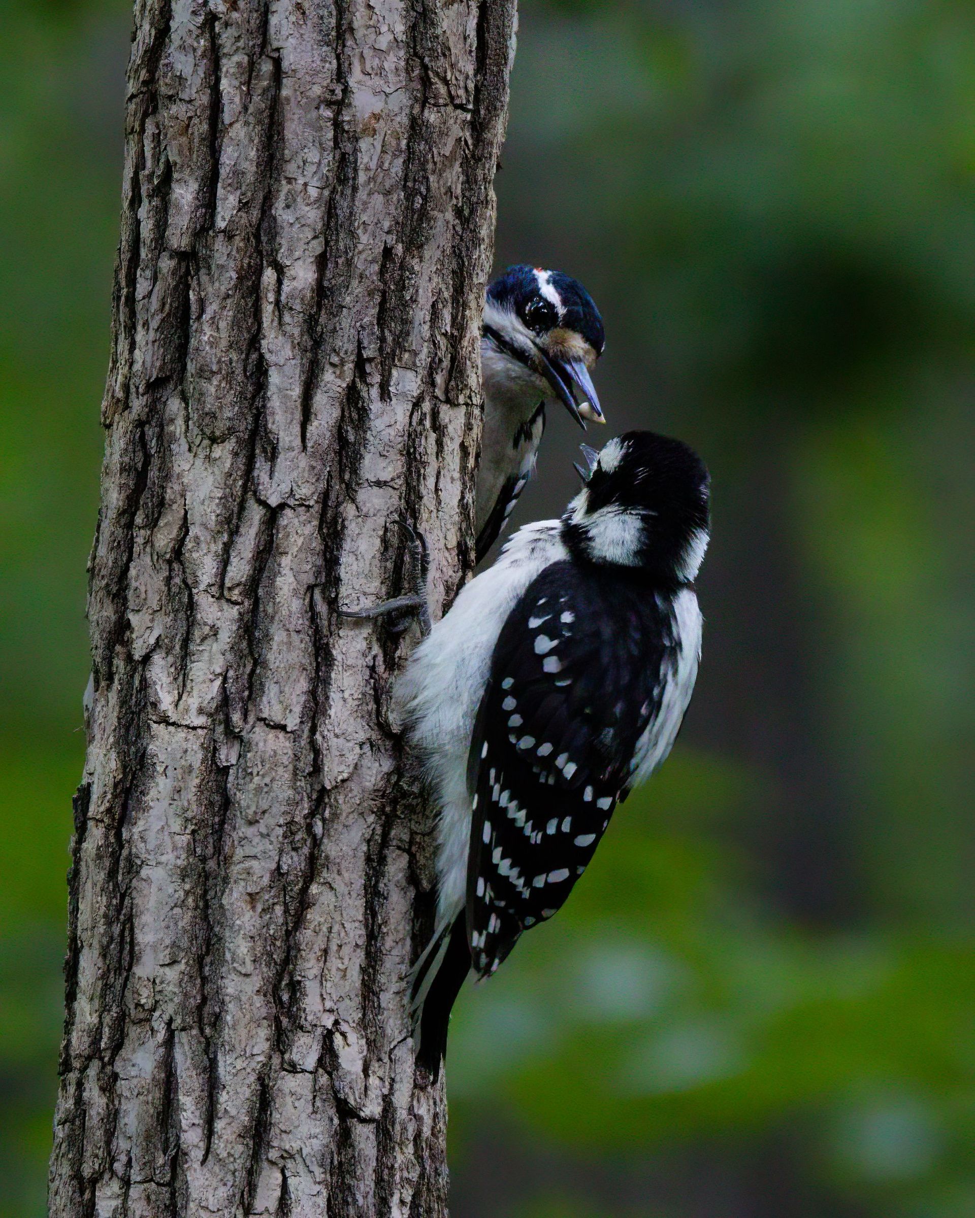 Two woodpeckers clinging to a tree trunk, one peeking from a nest hole.