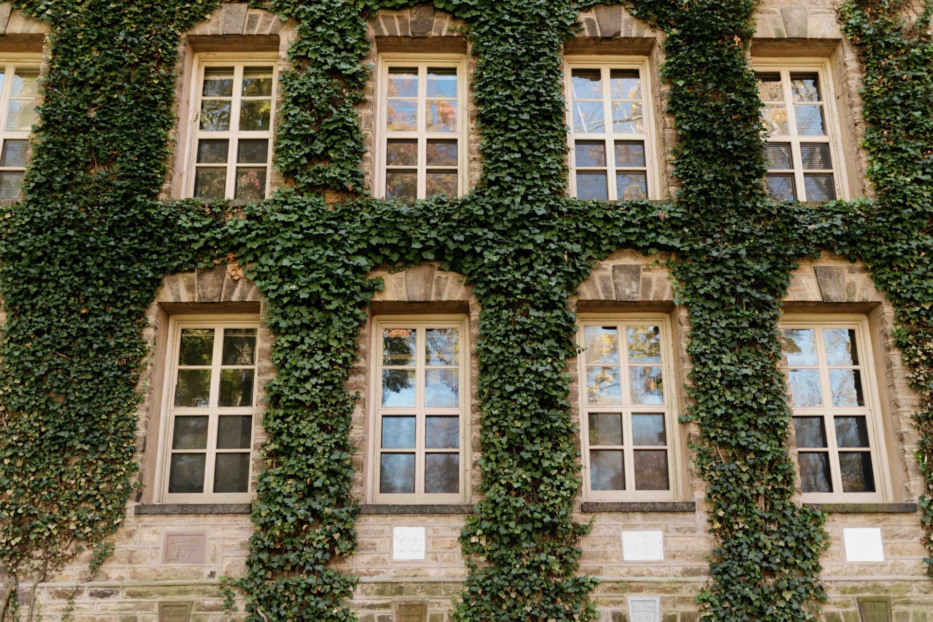 Ivy-covered stone building facade with rows of tall windows and brick trim