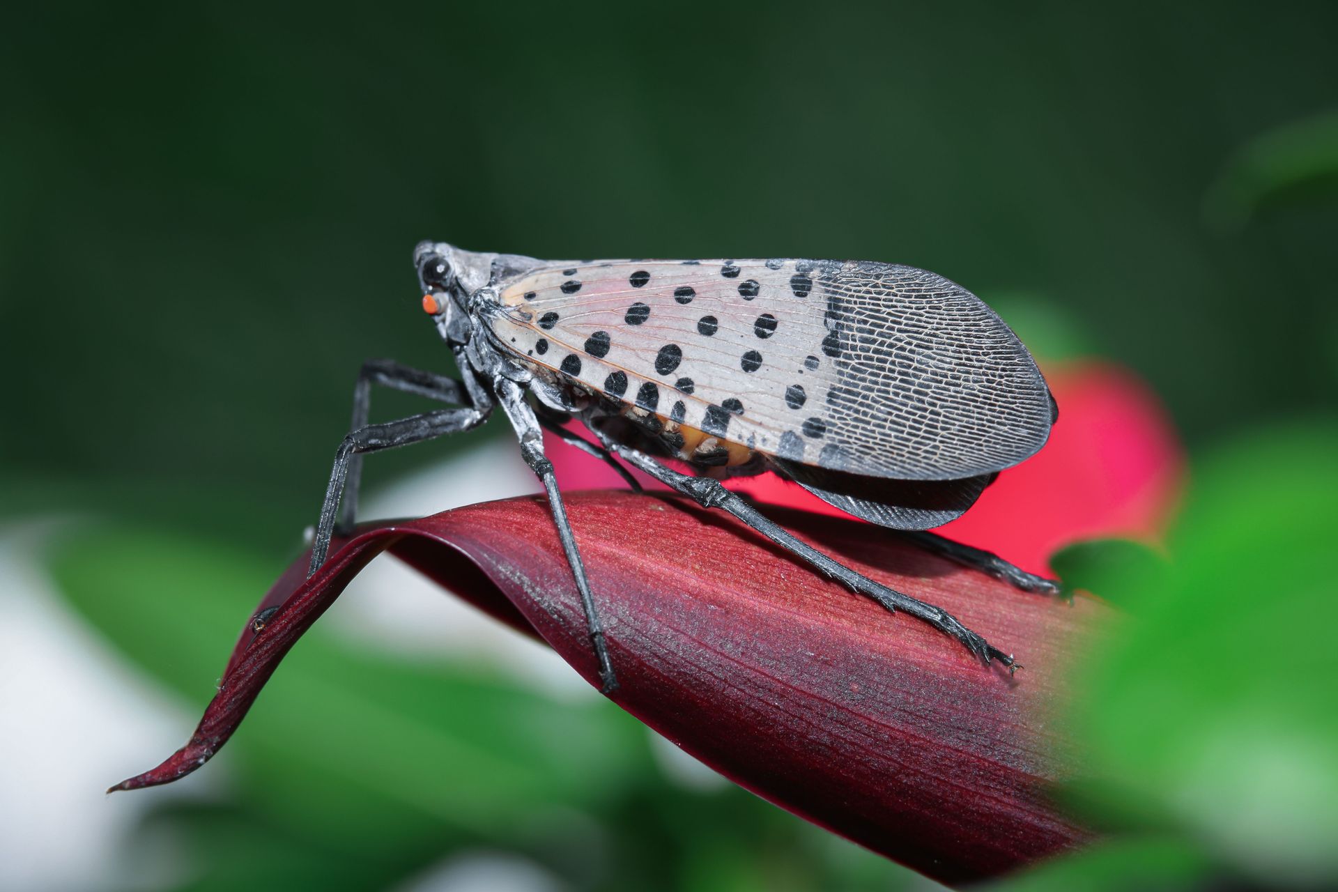 Spotted planthopper on a red flower petal with a blurred green background