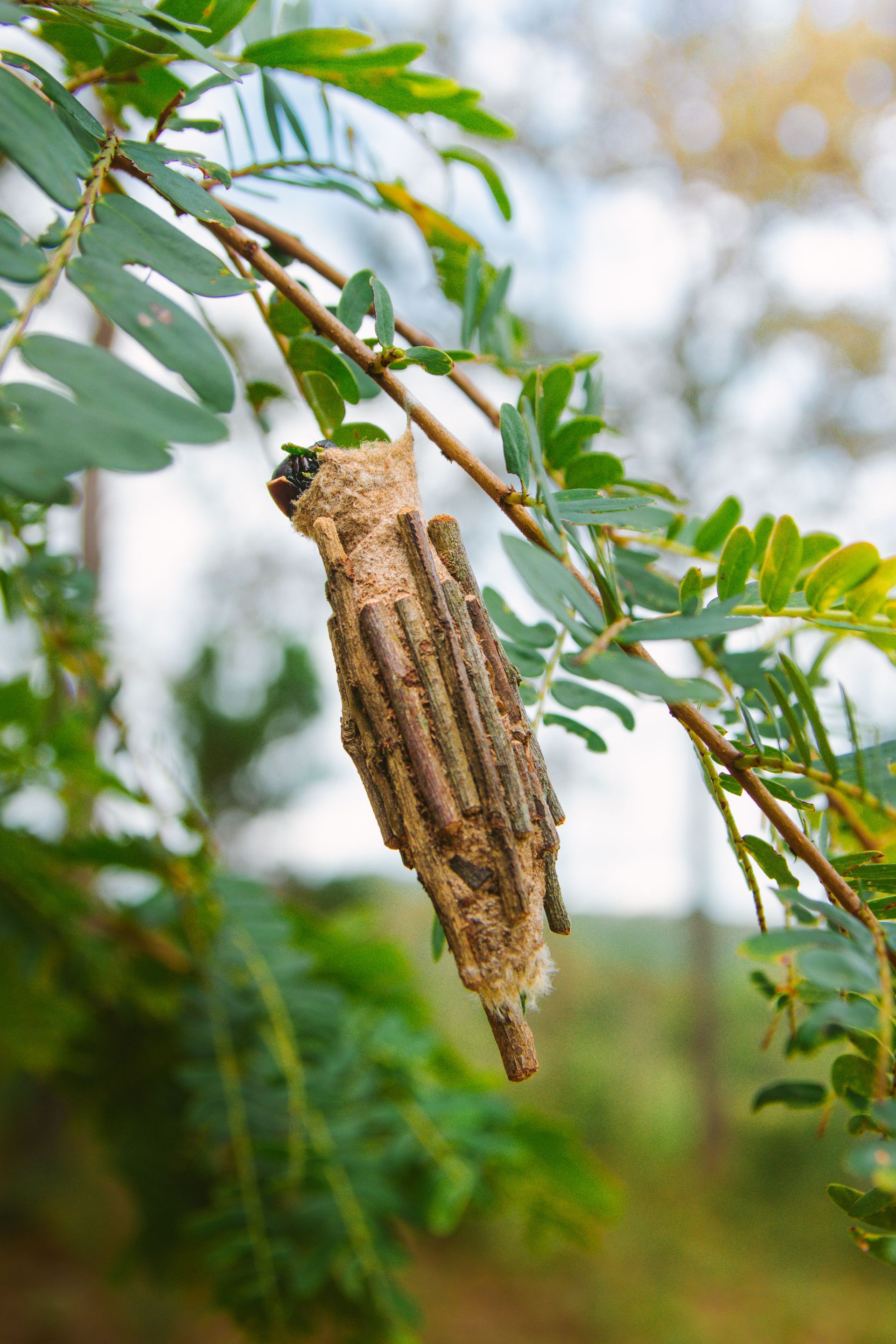 Caterpillar case hanging from a green leafy branch against a blurred garden background