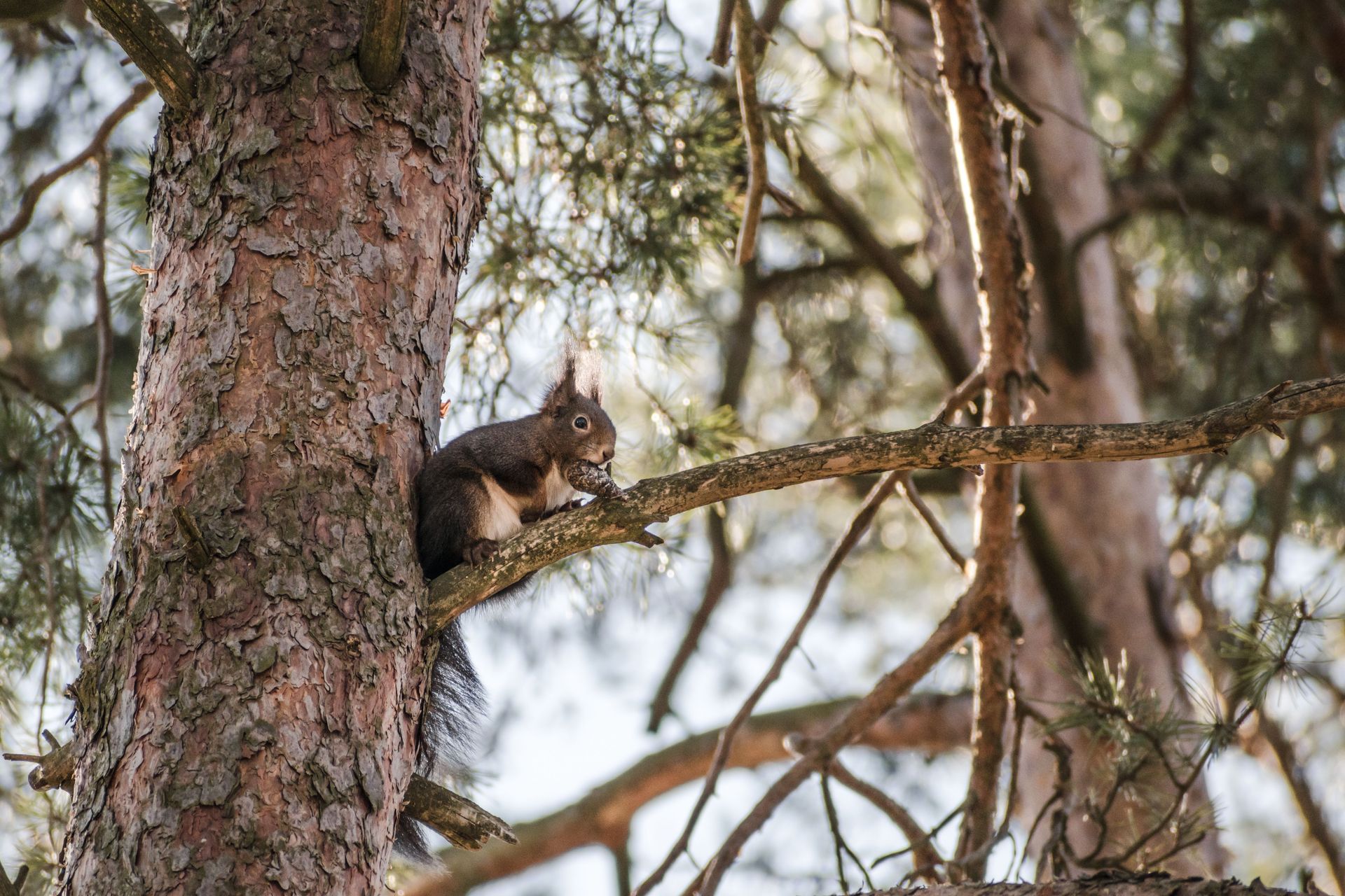 Squirrel perched on a tree branch among pine needles in a wooded setting