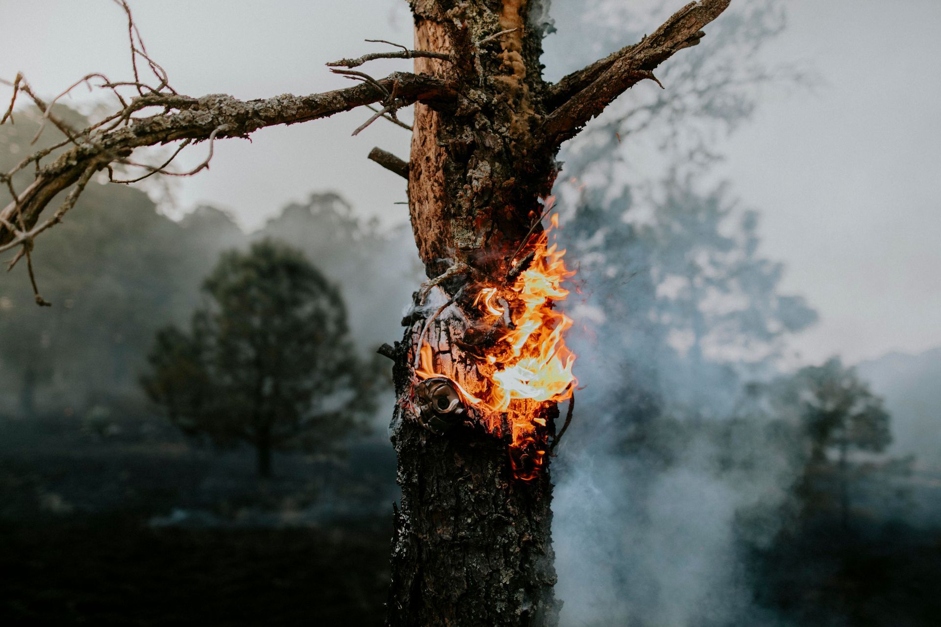 Tree trunk burning in a smoky forest scene