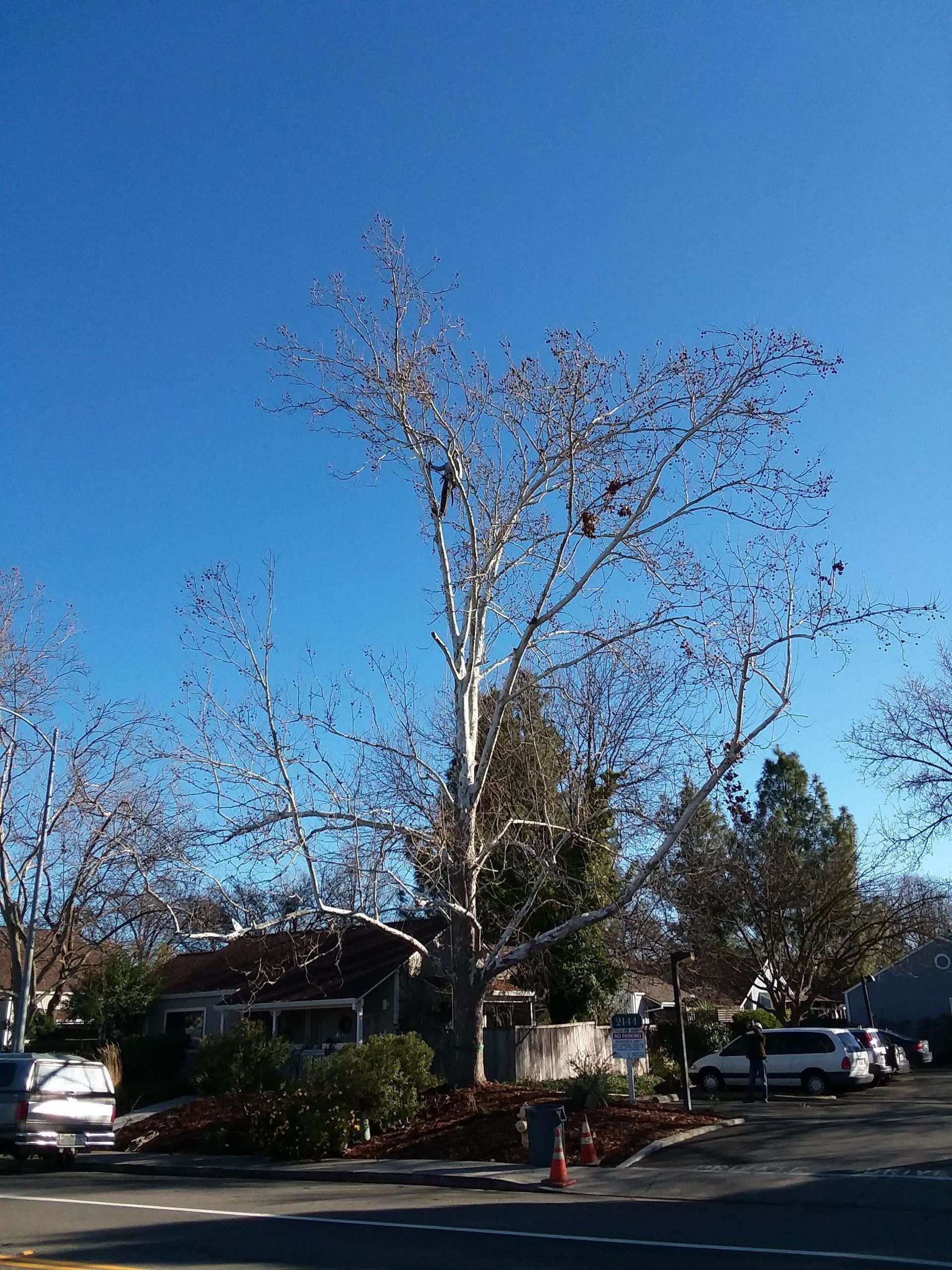 A tree with a lot of branches is in the middle of a street.
