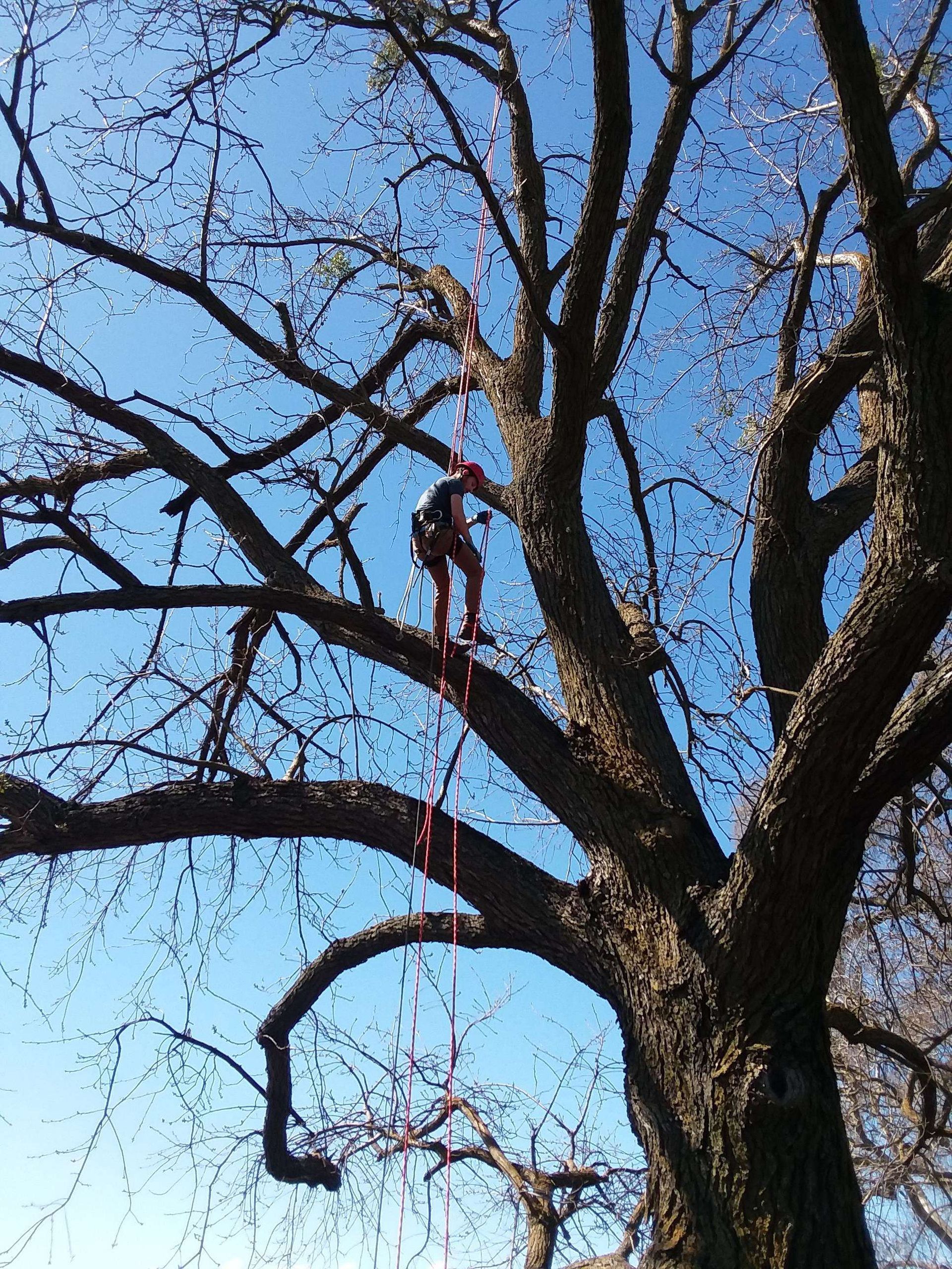 A man is climbing a tree with a rope