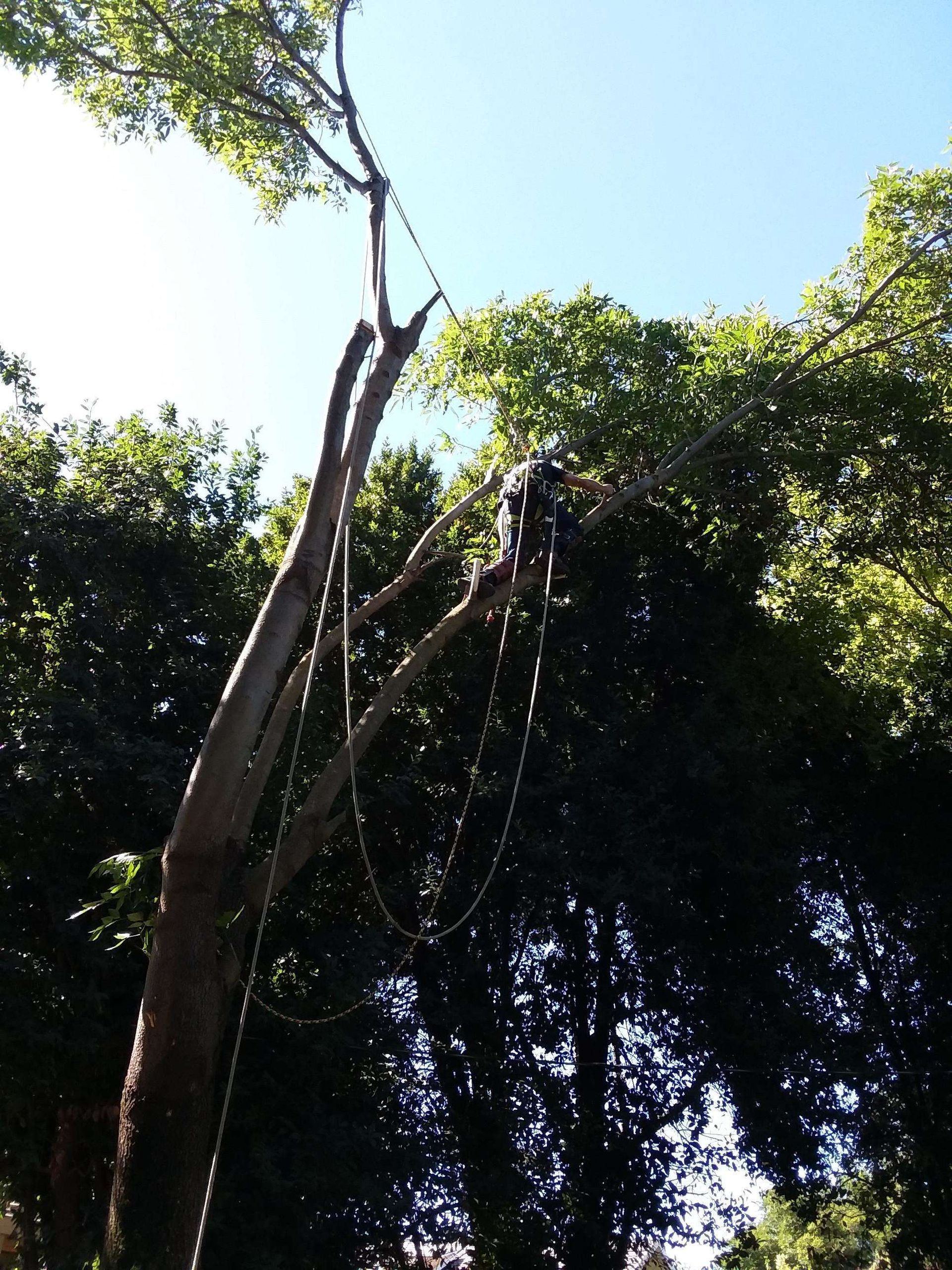 A man is climbing a tree in the woods